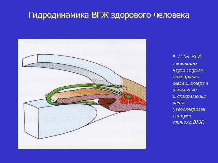 Гидродинамика ВГЖ здорового человека • 15 % ВГЖ оттекает через строму цилиарного тела и