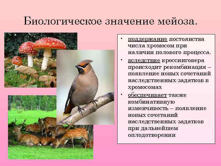 Биологическое значение мейоза. • поддержание постоянства числа хромосом при наличии полового процесса. • вследствие