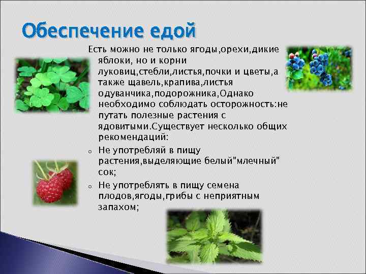 Обеспечение едой Есть можно не только ягоды, орехи, дикие яблоки, но и корни луковиц,