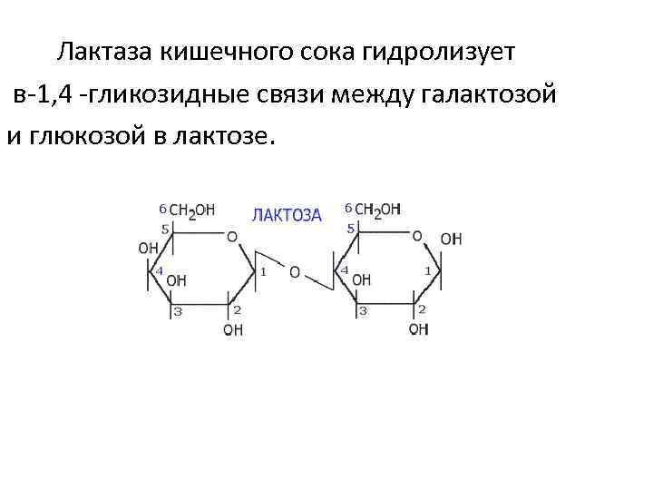 Лактаза кишечного сока гидролизует в-1, 4 -гликозидные связи между галактозой и глюкозой в лактозе.