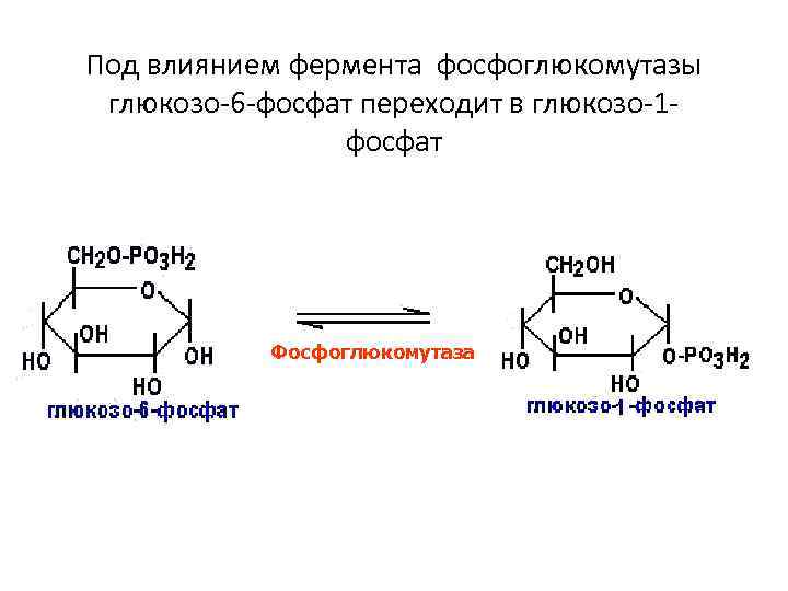 Под влиянием фермента фосфоглюкомутазы глюкозо-6 -фосфат переходит в глюкозо-1 фосфат Фосфоглюкомутаза 