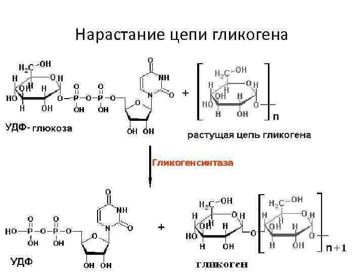 Нарастание цепи гликогена Гликогенсинтаза 