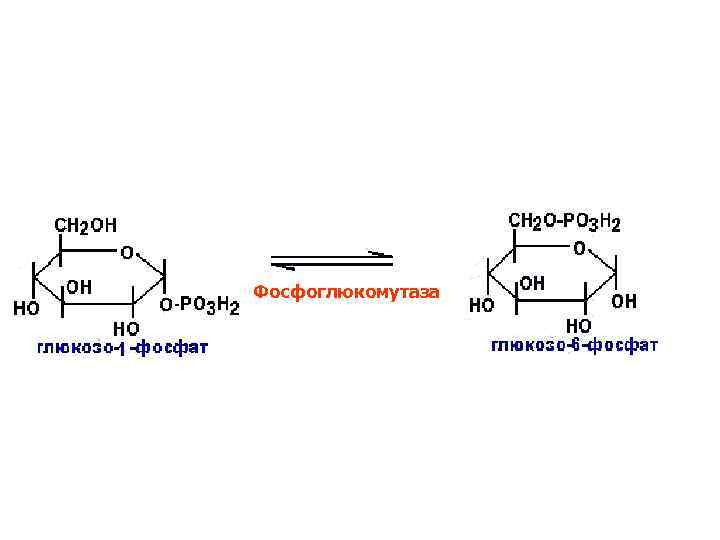Фосфоглюкомутаза 