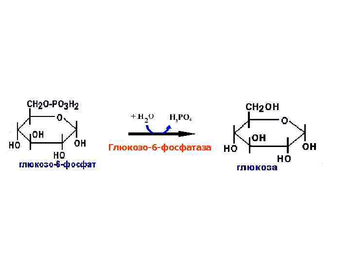 Глюкозо-6 -фосфатаза 