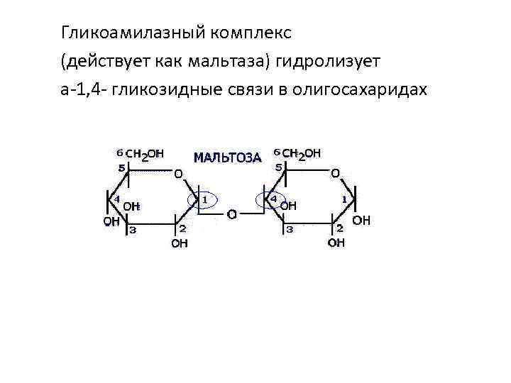 Гликоамилазный комплекс (действует как мальтаза) гидролизует а-1, 4 - гликозидные связи в олигосахаридах 