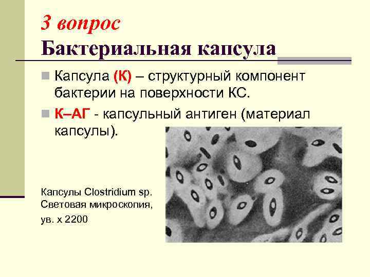 3 вопрос Бактериальная капсула n Капсула (К) – структурный компонент бактерии на поверхности КС.