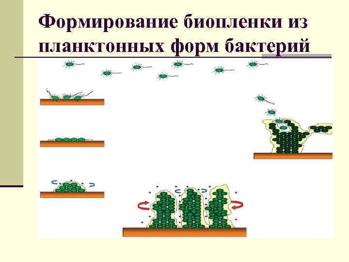 Формирование биопленки из планктонных форм бактерий 
