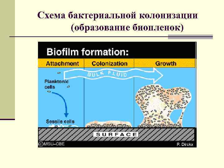 Схема бактериальной колонизации (образование биопленок) 