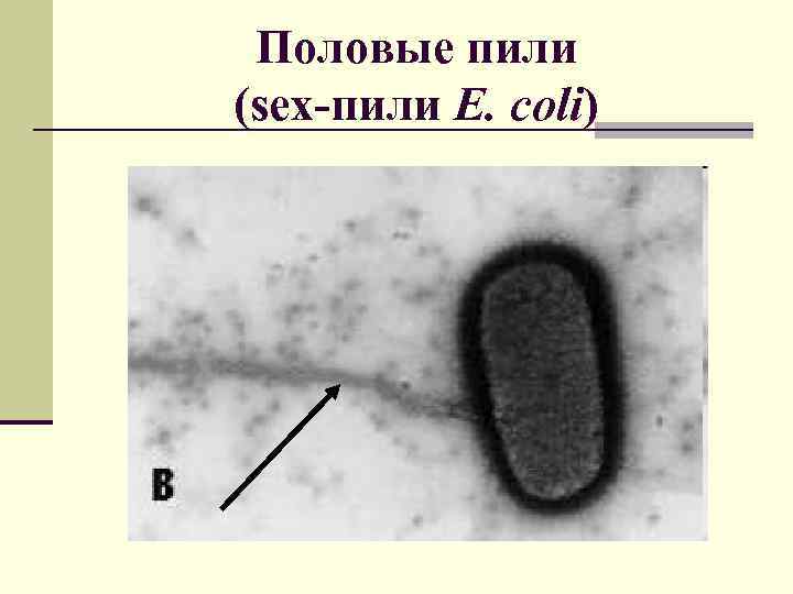 Половые пили (sex-пили E. coli) 