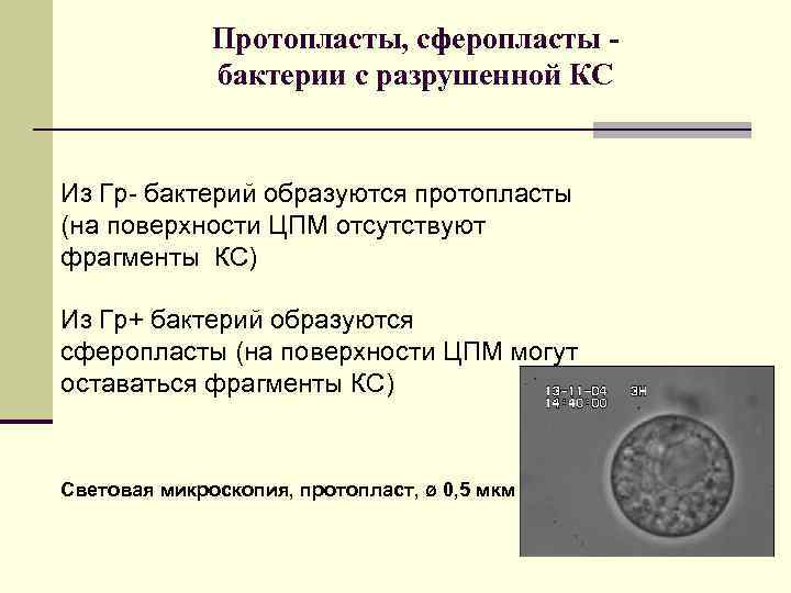 Протопласты, сферопласты бактерии с разрушенной КС Из Гр- бактерий образуются протопласты (на поверхности ЦПМ