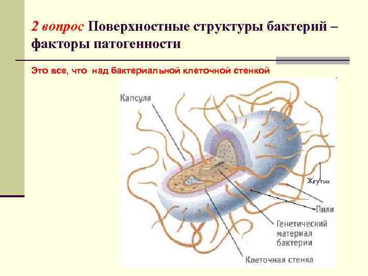 2 вопрос Поверхностные структуры бактерий – факторы патогенности Это все, что над бактериальной клеточной
