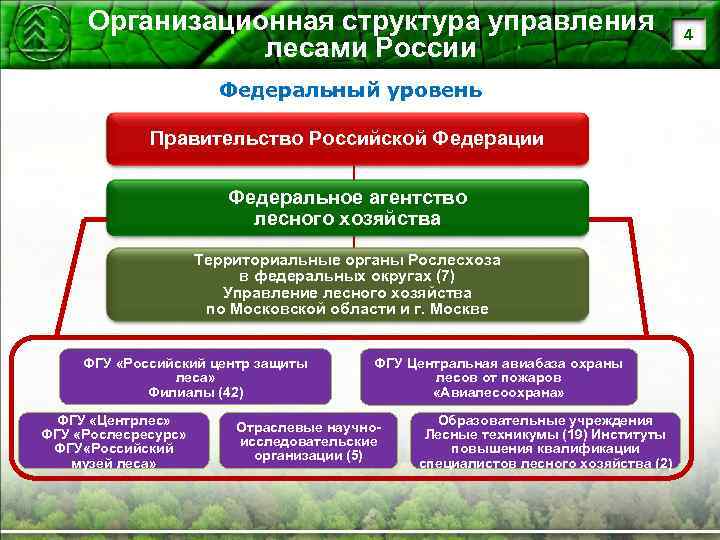 Организационная структура управления лесами России Федеральный уровень Правительство Российской Федерации Федеральное агентство лесного хозяйства