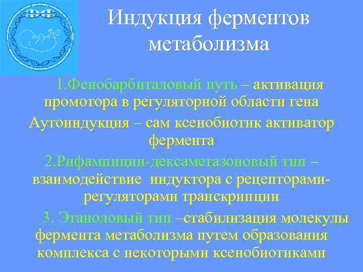  Индукция ферментов метаболизма 1. Фенобарбиталовый путь – активация промотора в регуляторной области гена