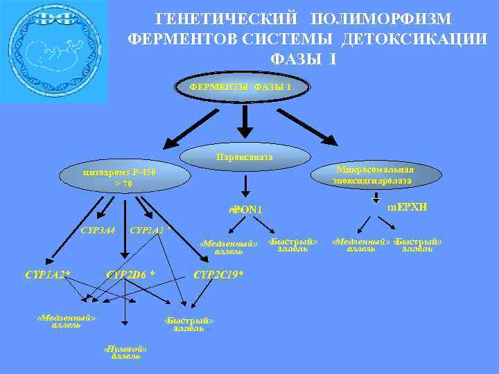  ГЕНЕТИЧЕСКИЙ ПОЛИМОРФИЗМ ФЕРМЕНТОВ CИСТЕМЫ ДЕТОКСИКАЦИИ ФАЗЫ I ФЕРМЕНТЫ ФАЗЫ 1 Пароксаназа цитохромs Р-450