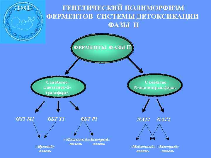  ГЕНЕТИЧЕСКИЙ ПОЛИМОРФИЗМ ФЕРМЕНТОВ СИСТЕМЫ ДЕТОКСИКАЦИИ ФАЗЫ II ФЕРМЕНТЫ ФАЗЫ II Семейство глютатион- S-