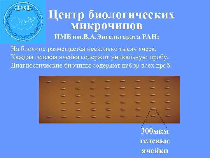  Центр биологических микрочипов ИМБ им. В. А. Энгельгардта РАН: На биочипе размещается несколько