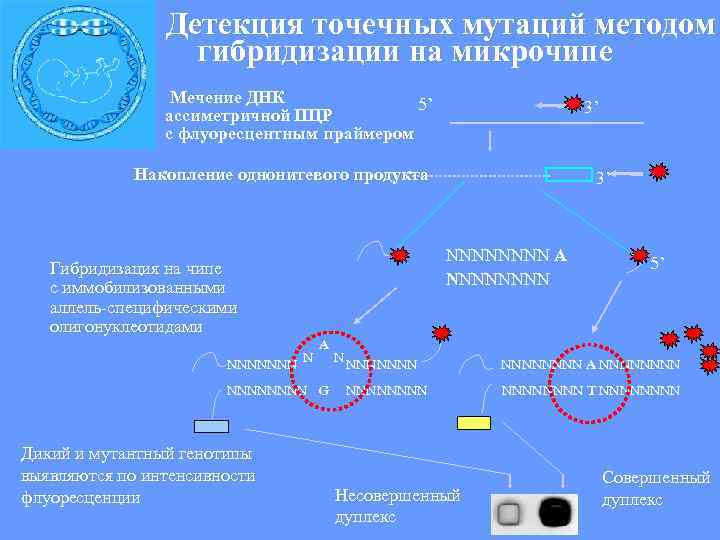  Детекция точечных мутаций методом гибридизации на микрочипе Мечение ДНК 5’ ассиметричной ПЦР 3’