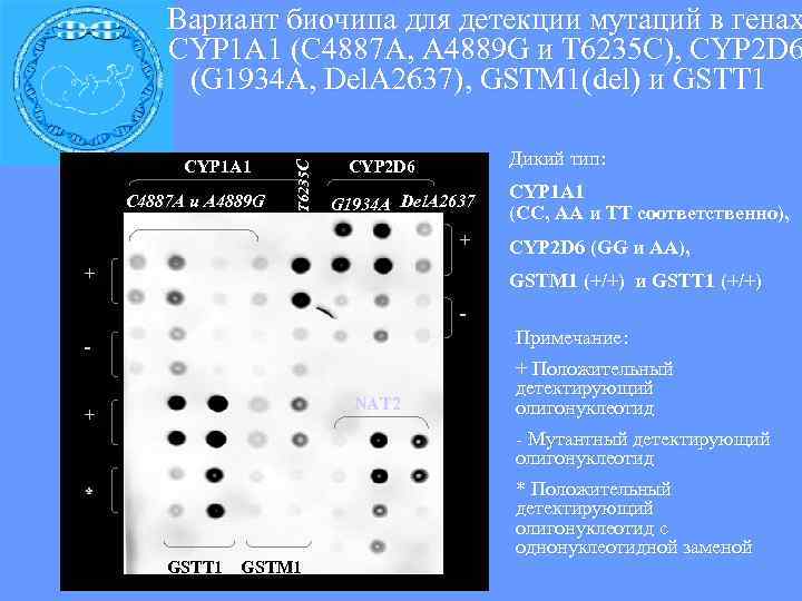  Вариант биочипа для детекции мутаций в генах CYP 1 A 1 (С 4887