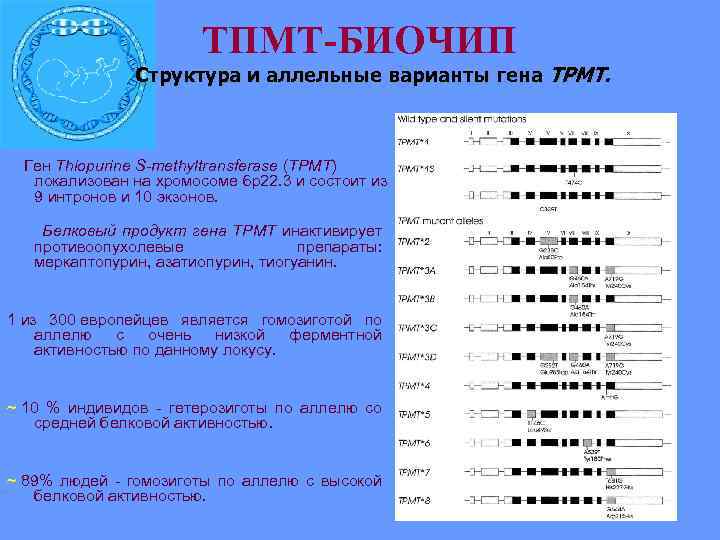  ТПМТ-БИОЧИП Структура и аллельные варианты гена ТРМТ. Ген Thiopurine S-methyltransferase (TPMT) локализован на