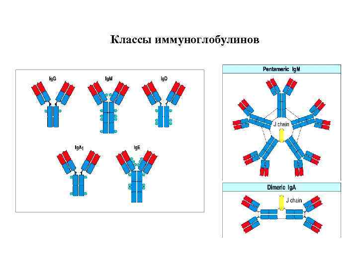 Классы иммуноглобулинов 