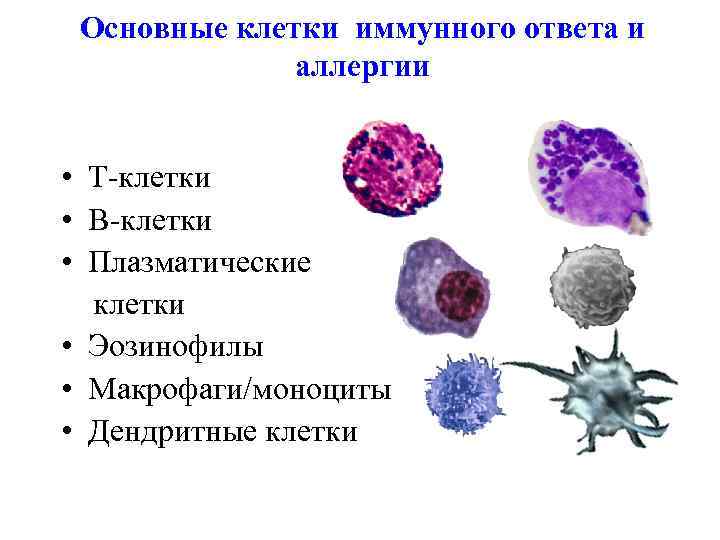 Какие клетки осуществляют