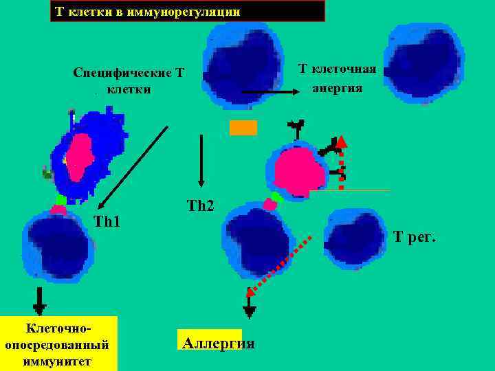  T клетки в иммунорегуляции Специфические Т T клеточная клетки анергия Th 2 Th