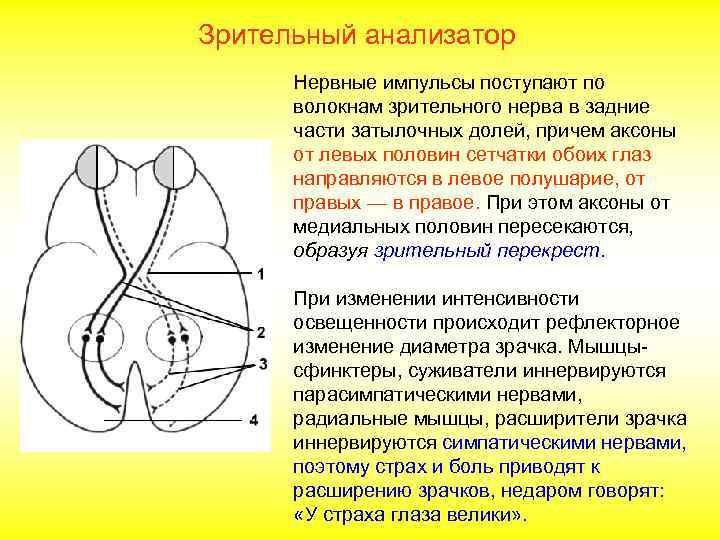 Зрительный анализатор Нервные импульсы поступают по волокнам зрительного нерва в задние части затылочных долей,