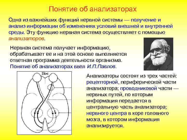  Понятие об анализаторах Одна из важнейших функций нервной системы — получение и анализ