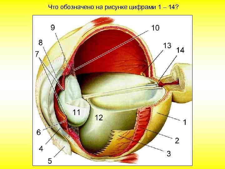 Что обозначено на рисунке цифрами 1 – 14? 