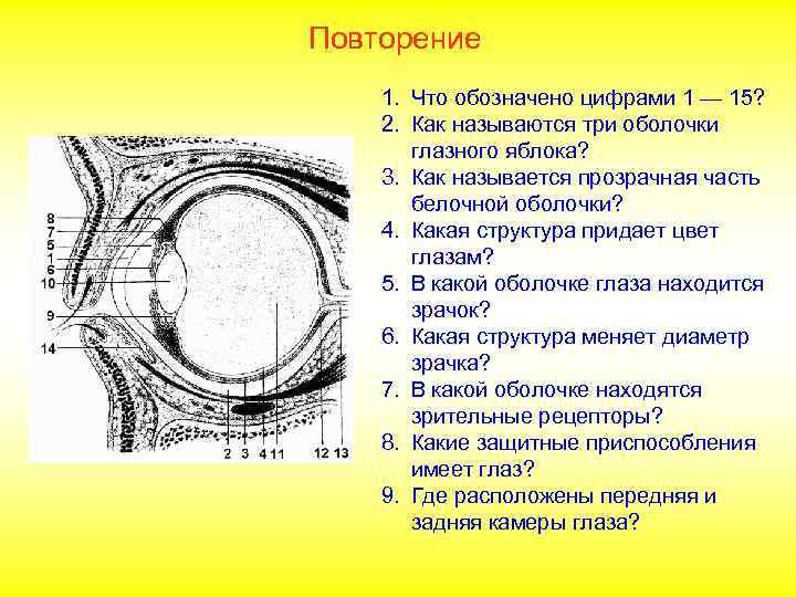 Повторение 1. Что обозначено цифрами 1 — 15? 2. Как называются три оболочки глазного