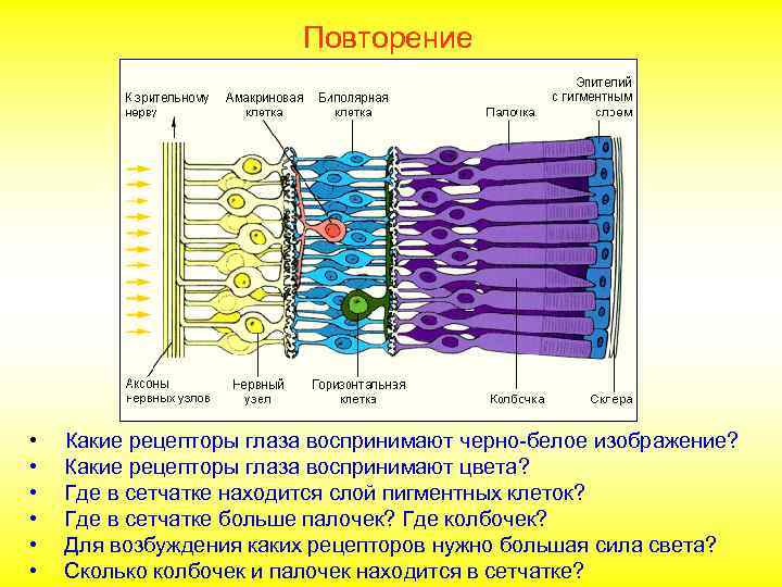  Повторение • Какие рецепторы глаза воспринимают черно-белое изображение? • Какие рецепторы глаза воспринимают