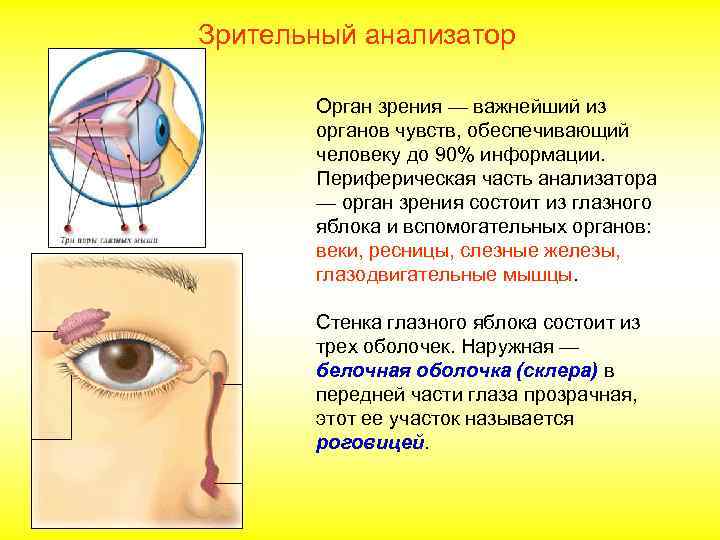 Зрительный анализатор Орган зрения — важнейший из органов чувств, обеспечивающий человеку до 90% информации.