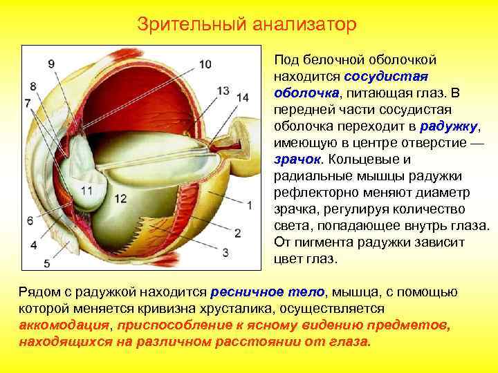  Зрительный анализатор Под белочной оболочкой находится сосудистая оболочка, питающая глаз. В передней части