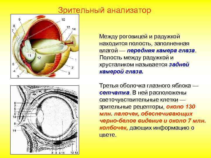 Зрительный анализатор Между роговицей и радужкой находится полость, заполненная влагой — передняя камера глаза.