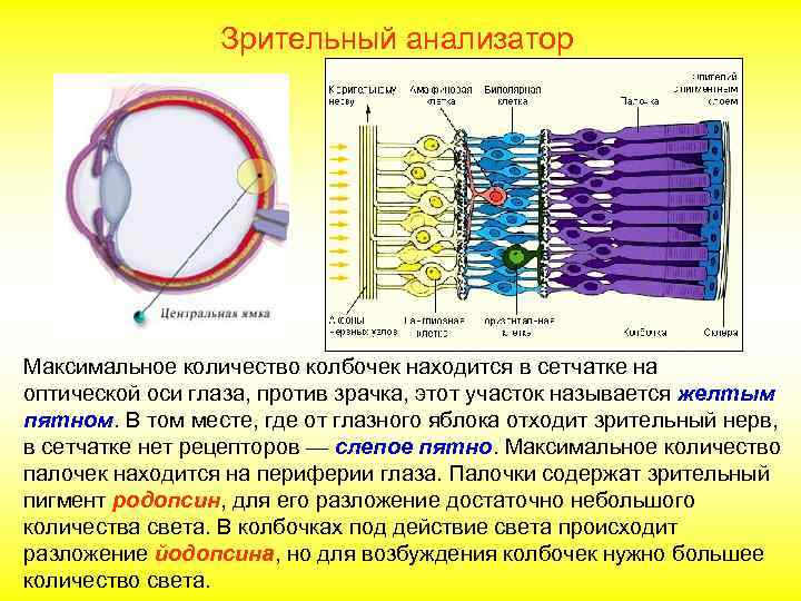  Зрительный анализатор Максимальное количество колбочек находится в сетчатке на оптической оси глаза, против