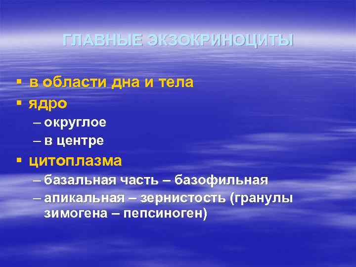 ГЛАВНЫЕ ЭКЗОКРИНОЦИТЫ § в области дна и тела § ядро – округлое – в