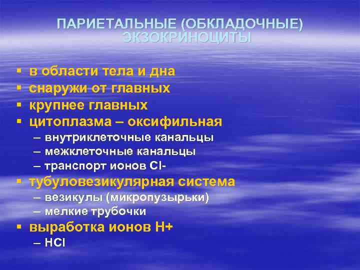 ПАРИЕТАЛЬНЫЕ (ОБКЛАДОЧНЫЕ) ЭКЗОКРИНОЦИТЫ § § в области тела и дна снаружи от главных крупнее