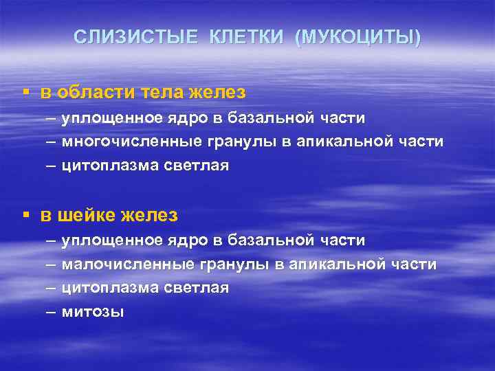 СЛИЗИСТЫЕ КЛЕТКИ (МУКОЦИТЫ) § в области тела желез – – – уплощенное ядро в