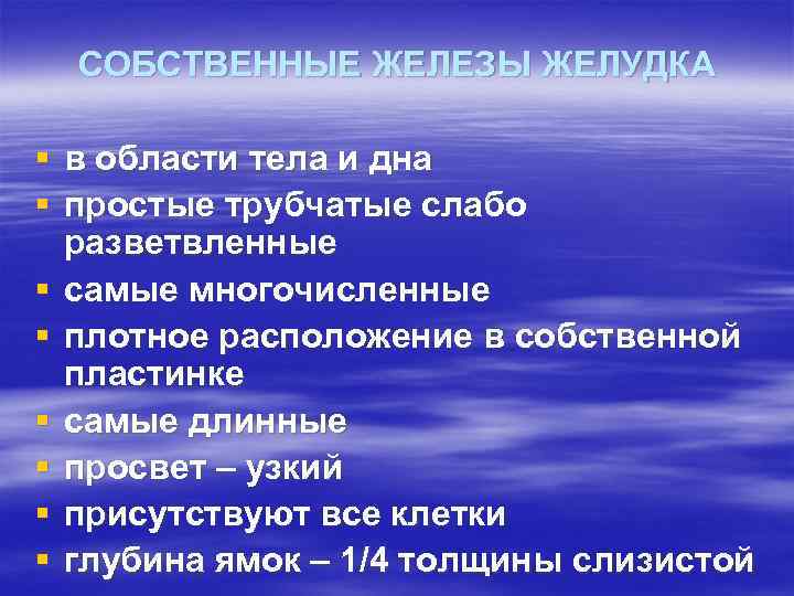 СОБСТВЕННЫЕ ЖЕЛЕЗЫ ЖЕЛУДКА § в области тела и дна § простые трубчатые слабо разветвленные