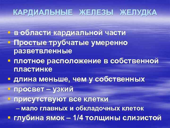 КАРДИАЛЬНЫЕ ЖЕЛЕЗЫ ЖЕЛУДКА § в области кардиальной части § Простые трубчатые умеренно разветвленные §