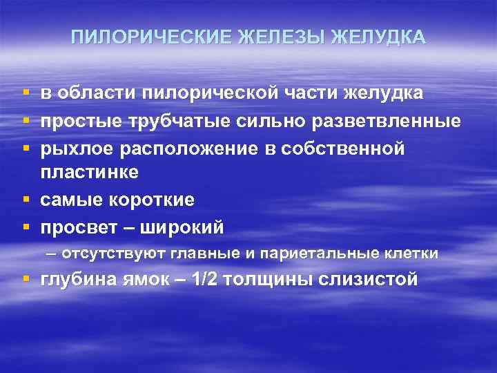 ПИЛОРИЧЕСКИЕ ЖЕЛЕЗЫ ЖЕЛУДКА § § § в области пилорической части желудка простые трубчатые сильно