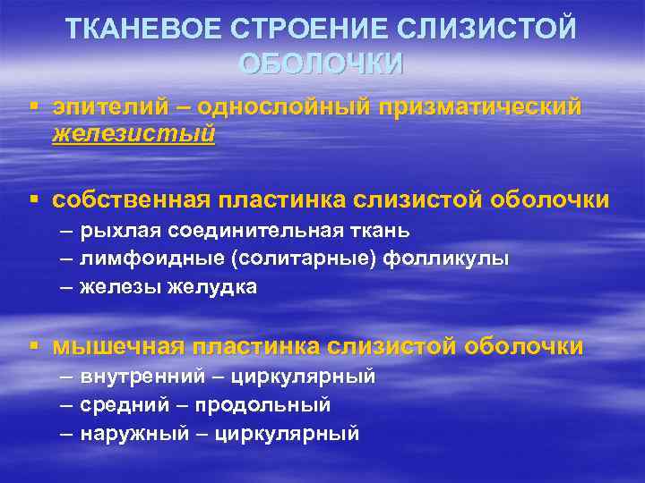 ТКАНЕВОЕ СТРОЕНИЕ СЛИЗИСТОЙ ОБОЛОЧКИ § эпителий – однослойный призматический железистый § собственная пластинка слизистой