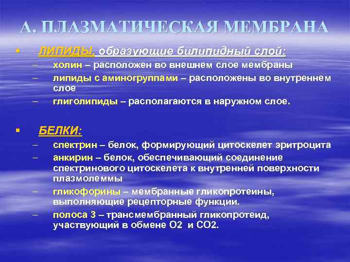 А. ПЛАЗМАТИЧЕСКАЯ МЕМБРАНА § ЛИПИДЫ, образующие билипидный слой: – – – § холин –