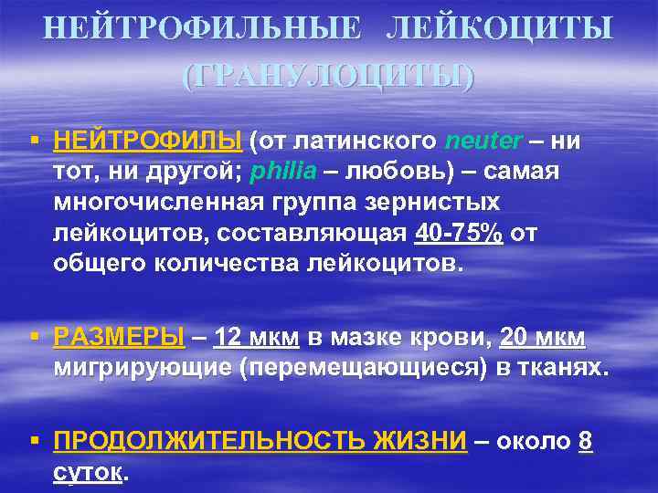 НЕЙТРОФИЛЬНЫЕ ЛЕЙКОЦИТЫ (ГРАНУЛОЦИТЫ) § НЕЙТРОФИЛЫ (от латинского neuter – ни тот, ни другой; philia
