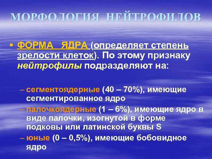 МОРФОЛОГИЯ НЕЙТРОФИЛОВ § ФОРМА ЯДРА (определяет степень зрелости клеток). По этому признаку нейтрофилы подразделяют