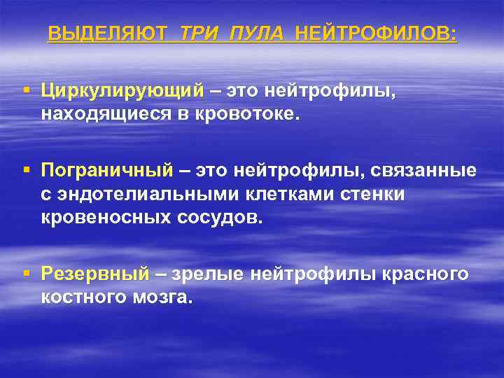 ВЫДЕЛЯЮТ ТРИ ПУЛА НЕЙТРОФИЛОВ: § Циркулирующий – это нейтрофилы, находящиеся в кровотоке. § Пограничный