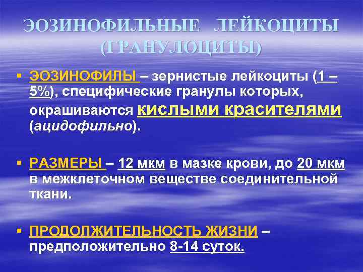 ЭОЗИНОФИЛЬНЫЕ ЛЕЙКОЦИТЫ (ГРАНУЛОЦИТЫ) § ЭОЗИНОФИЛЫ – зернистые лейкоциты (1 – 5%), специфические гранулы которых,