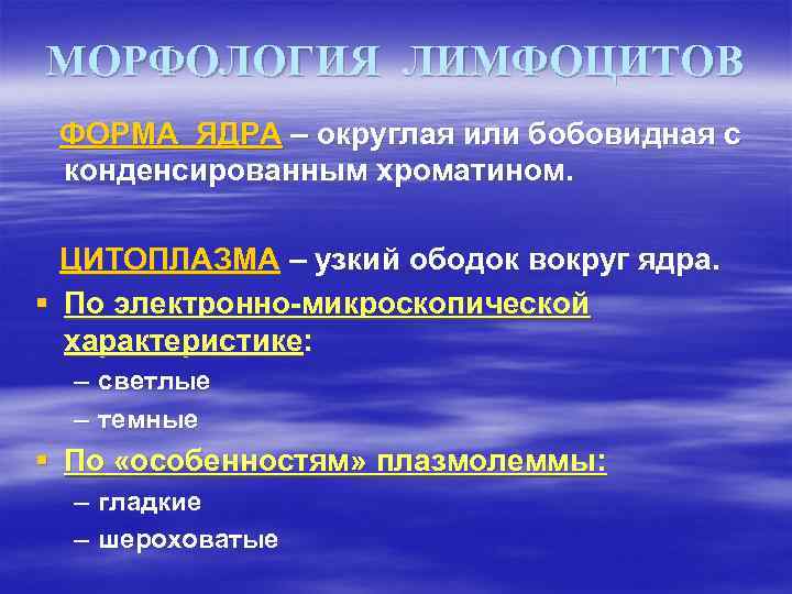 МОРФОЛОГИЯ ЛИМФОЦИТОВ ФОРМА ЯДРА – округлая или бобовидная с конденсированным хроматином. ЦИТОПЛАЗМА – узкий