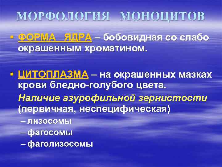МОРФОЛОГИЯ МОНОЦИТОВ § ФОРМА ЯДРА – бобовидная со слабо окрашенным хроматином. § ЦИТОПЛАЗМА –
