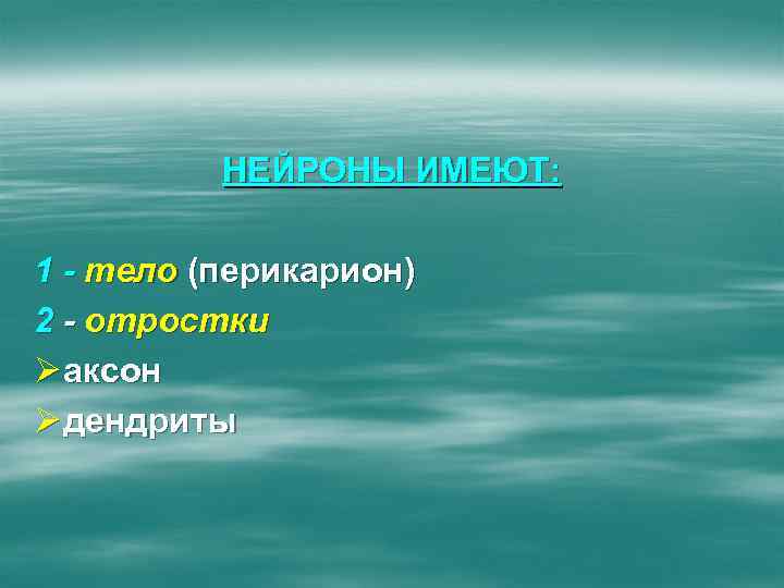 НЕЙРОНЫ ИМЕЮТ: 1 - тело (перикарион) 2 - отростки Ø аксон Ø дендриты 